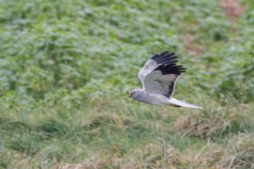 Kornweihe Die Kornweihe (Circus cyaneus) ist ein Greifvogel aus der Familie der Habichtartigen (Accipitridae). Kornweihen sind...