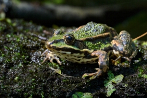 Teichfrosch