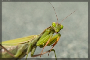 Fang und Heuschrecken