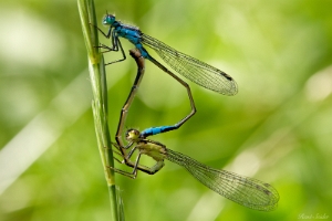 Grosse Pechlibelle