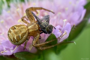 Krabbenspinne