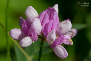 Blumen