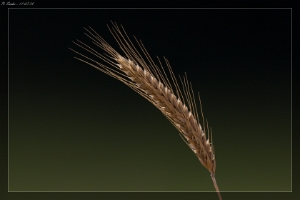 Kornblume