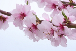 Mandelblüte