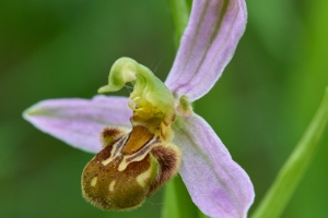 Orchideen