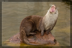 Fischotter