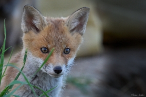 Fuchs