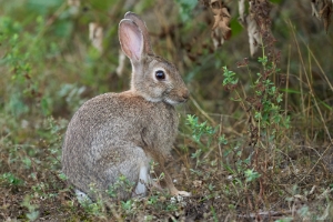 Hase