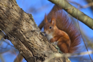 Eichhörnchen