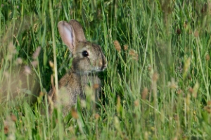 Hase