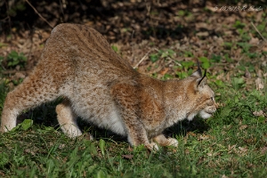 Luchs
