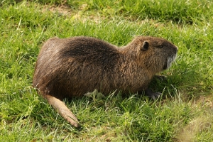 Nutria