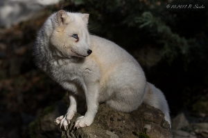 Polarfuchs