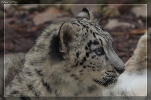 Schneeleopard