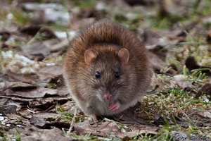 Waldmaus