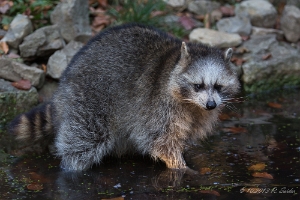 Waschbär