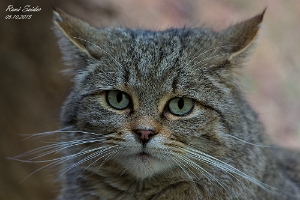 Wildkatze