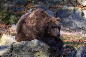 Säuger