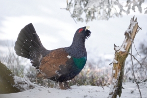 Auerhuhn