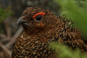 Schottisches Moorchneehuhn