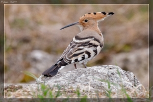 Hornvögel