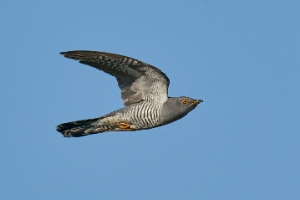 Kuckucksvögel