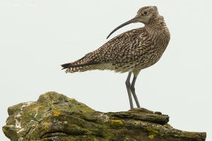Großer Brachvogel