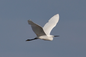 Seidenreiher