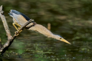 Zwergdommel