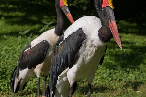 Sattelstorch