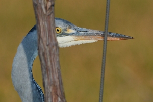 Schreitvögel