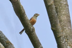 Ortolan