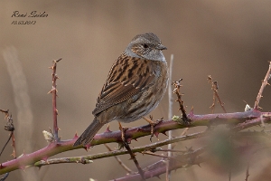 Heckenbraunelle