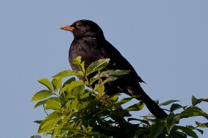 Amsel