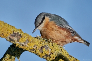 Kleiber