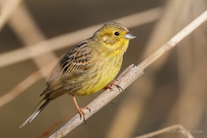 Singvögel_A-L