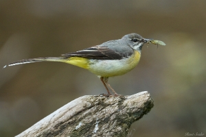 Gebirgsstelze