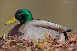 Stockente