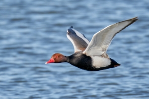 Enten
