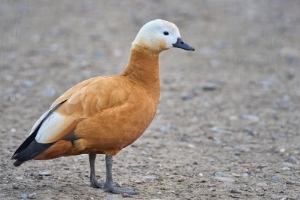 Gänse