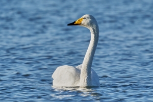 Singschwan