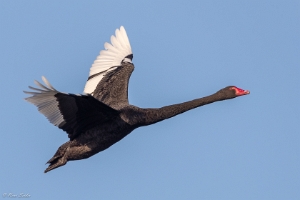 Trauerschwan
