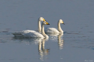 Zwergschwan