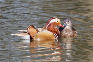 Mandarinente
