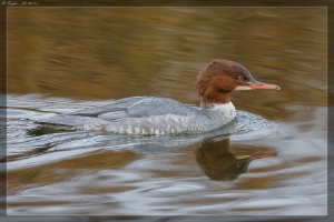 Gänsesäger