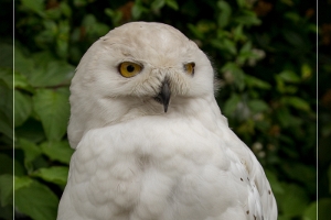 Schneeeule