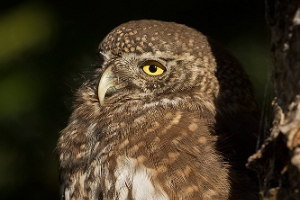 Sperlingskauz