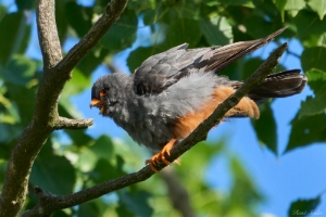 Der Rotfußfalke ist ein kleiner Vertreter der Eigentlichen Falken innerhalb der Familie der Falkenartigen. Bei den dunkel blaugrauen Männchen fällt die rostrote Befiederung der roten Beine besonders auf. Bei den Weibchen kontrastiert das dunkle Obergefieder mit dem orangebraunen Kopf und Untergefieder. Die Körperlänge liegt zwischen 29 und 31 cm. Die Spannweite variiert zwischen 60 und 75 cm. Das geschlossene Verbreitungsgebiet der Art reicht von Ungarn ostwärts bis ins Baikalgebiet. Quelle: Wikipedia