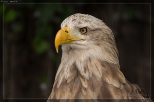 Seeadler