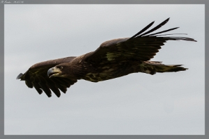 Steppenadler